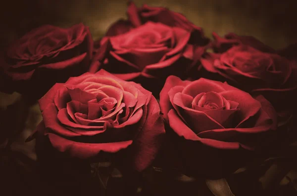 Close up of red rose petal — Stock Photo, Image