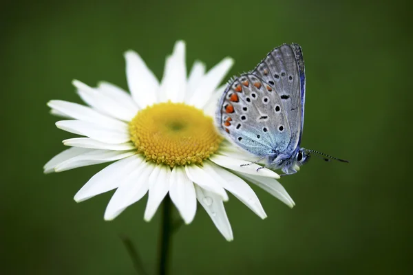Chamomile and butterfly in the nature — Stock Photo, Image