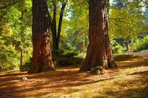 Sequoia drzewo jesień parku — Zdjęcie stockowe