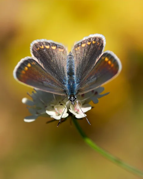 Piękny motyl — Zdjęcie stockowe