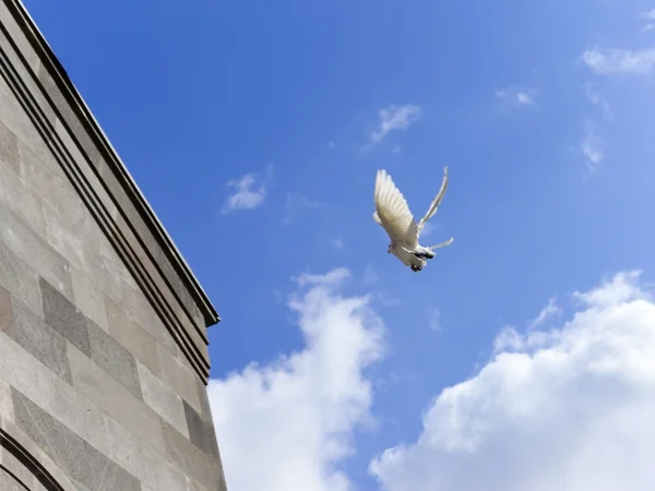 Duif in de lucht met vleugels wijd open in-voorzijde van de blauwe hemel — Stockfoto