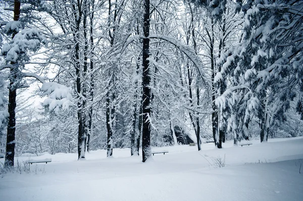 Śnieg w lesie — Zdjęcie stockowe