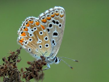 güzel kelebek