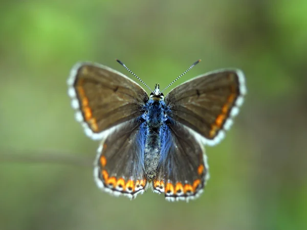 Schöner Schmetterling — Stockfoto