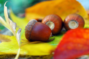 Sonbahar yapraklarında kahverengi meşe palamutları, yakın