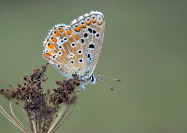 güzel kelebek
