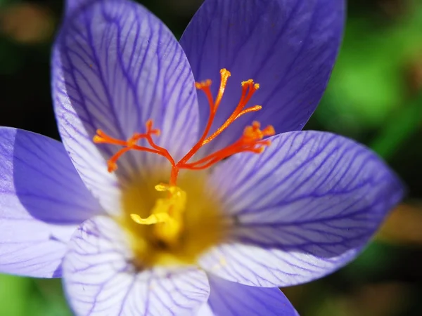 Fleurs de crocus d'automne (Lat. Colchicum autumnale ) — Photo