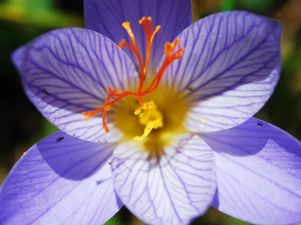 Fleurs de crocus d'automne (Lat. Colchicum autumnale ) — Photo