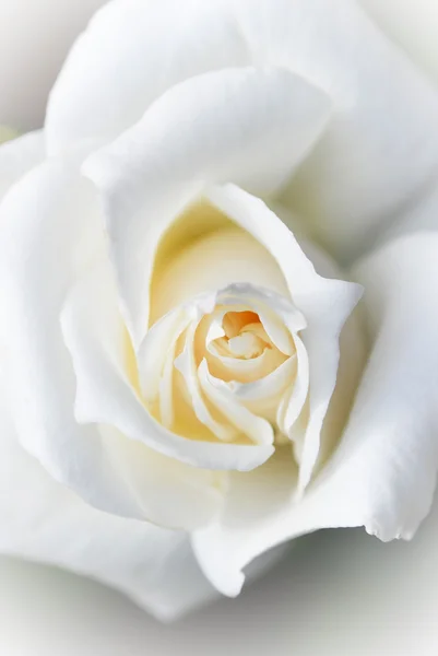 Güzel beyaz bir gülün yakın görüntüsü. Beyaz gülün makro resmi