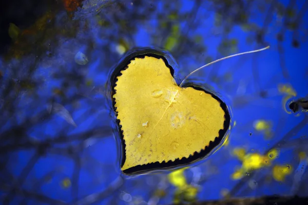 Желтый лист плавает по спокойным водам — стоковое фото