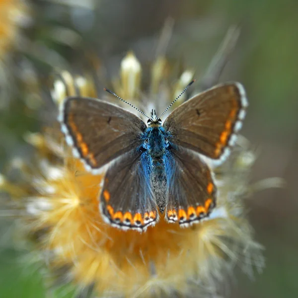 Όμορφη πεταλούδα — Φωτογραφία Αρχείου