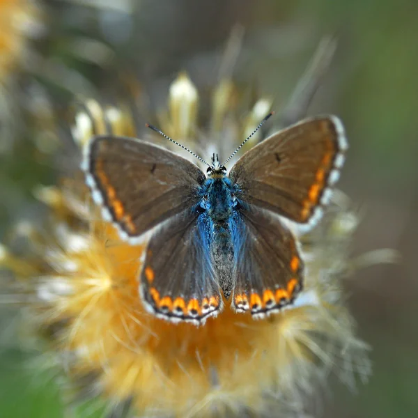 Schöner Schmetterling — Stockfoto