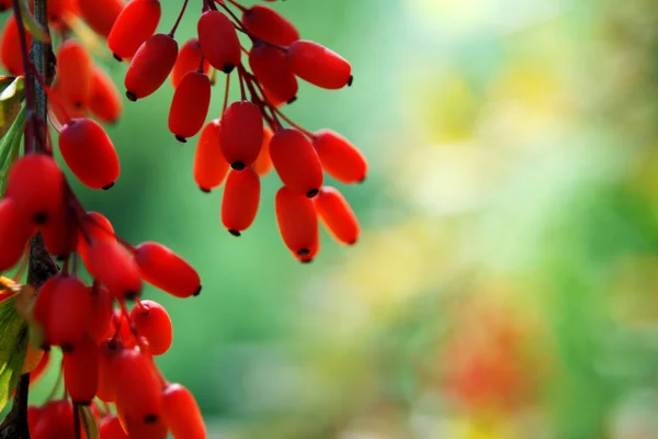 böğürtlen ağaçları