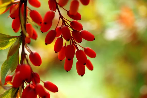 böğürtlen ağaçları