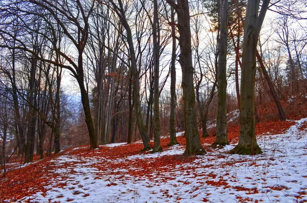 Park zimowy — Zdjęcie stockowe