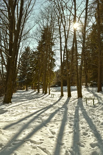 Parco invernale — Foto Stock