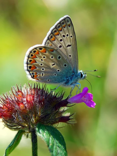 Gyönyörű pillangó — Stock Fotó