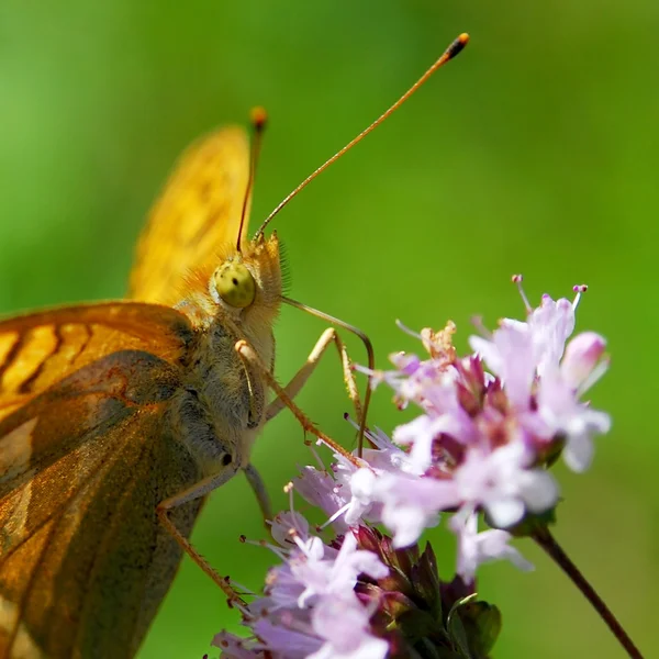 Piękny motyl — Zdjęcie stockowe