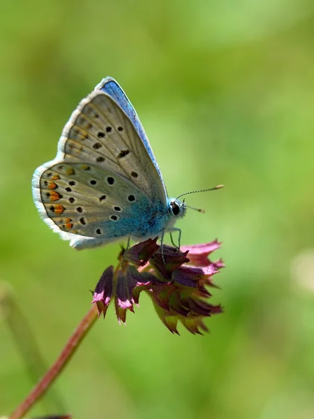 Piękny motyl — Zdjęcie stockowe