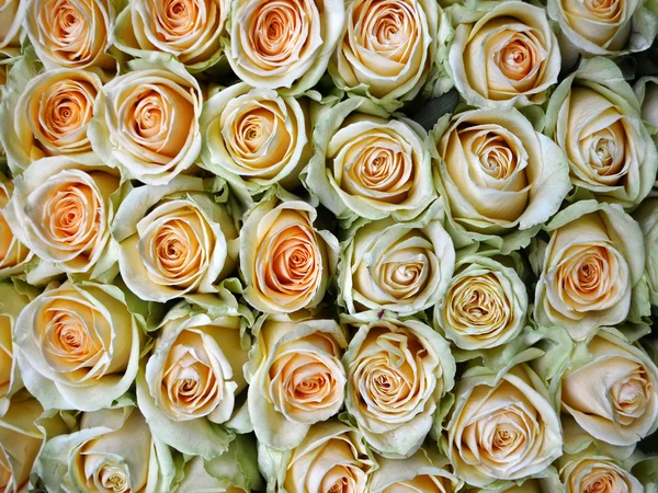 Close-up of bunch of yellow roses flower against white background — Stock Photo, Image