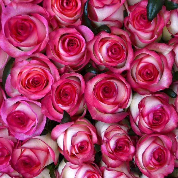 Güzel Sevgiliye pembe Gül çiçek