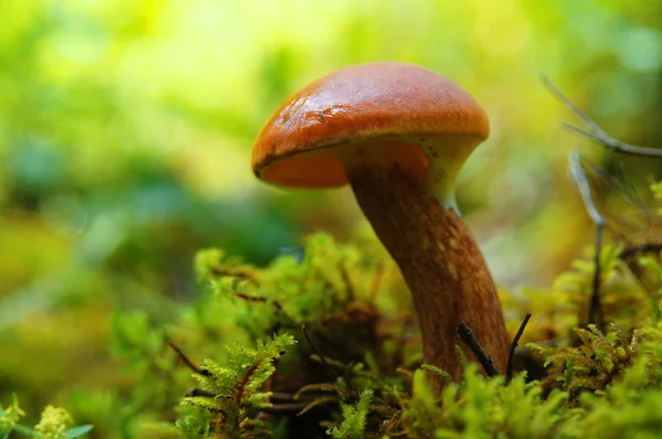 Fungus on a tree stump covered with moss — Stock Photo, Image