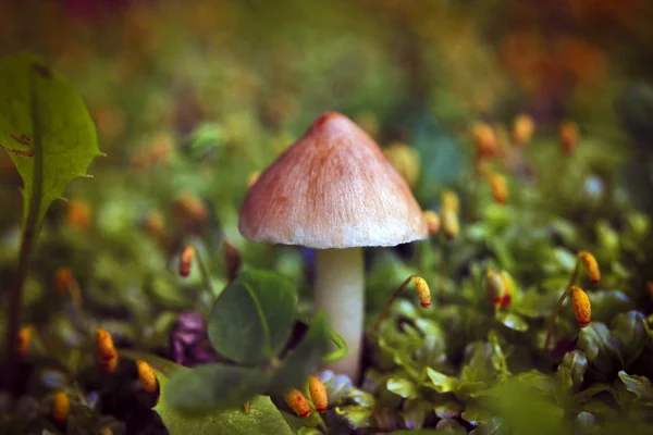 Fungus on a tree stump covered with moss — Stock Photo, Image
