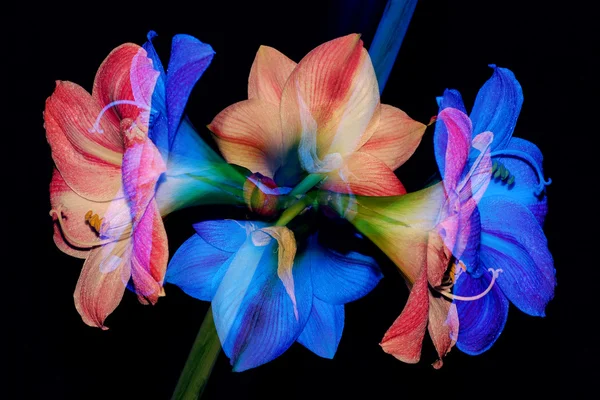 soyut çiçek arka plan