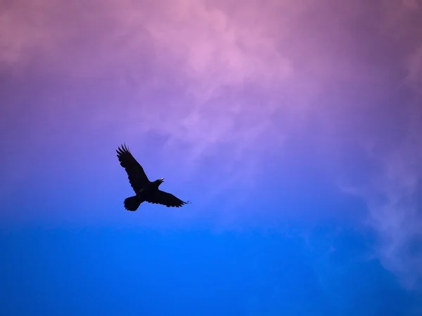Gökyüzünde uçan ortak kuzgun.