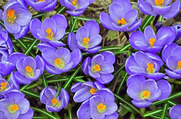 Purple crocus — Stock Photo, Image