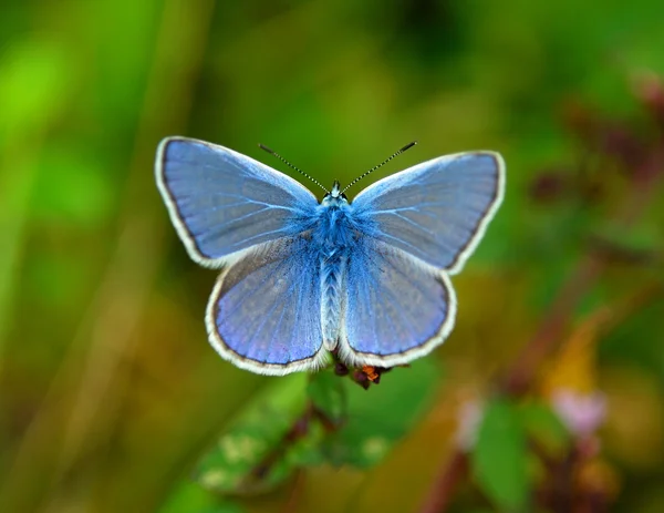 Prachtige vlinder — Stockfoto