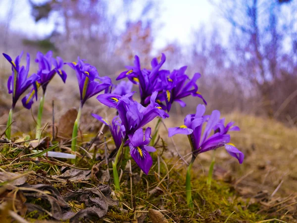 Iris fleurs — Photo