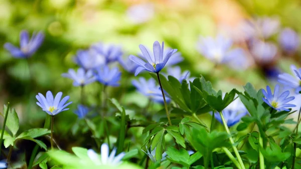 April. In wood has blossomed Hepatica — Stock Photo, Image