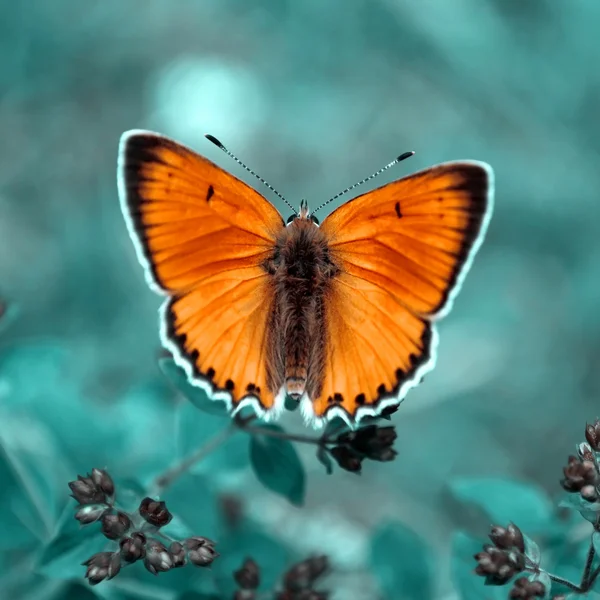 Orange butterfly — Stock Photo, Image