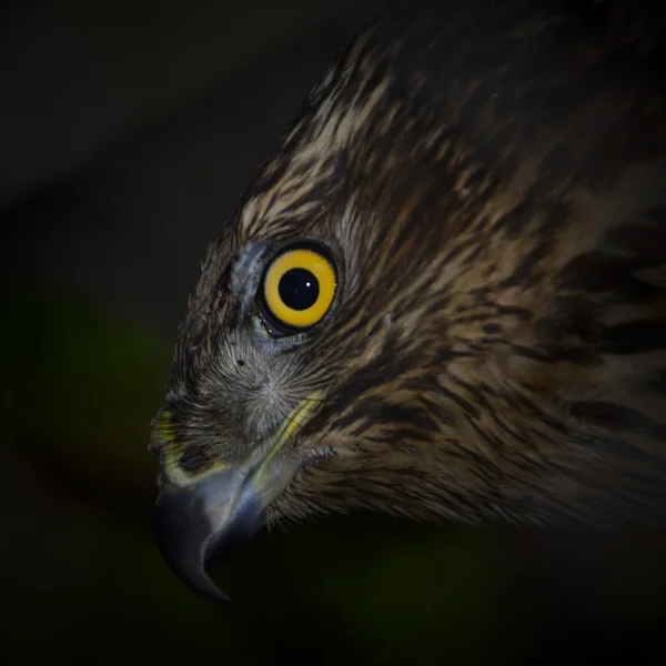 Retrato de um Falcão — Fotografia de Stock