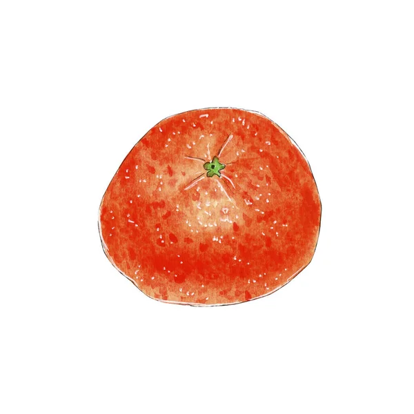 Mandarina de tangerina pintada à mão isolada sobre fundo branco. — Fotografia de Stock