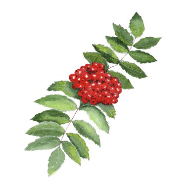 El yapımı suluboya böğürtlen