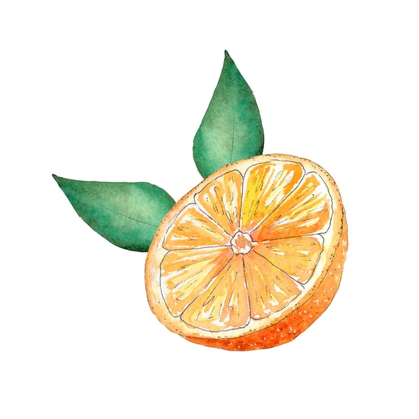 Akvarell färsk och saftig citrus frukt illustration. — Stockfoto