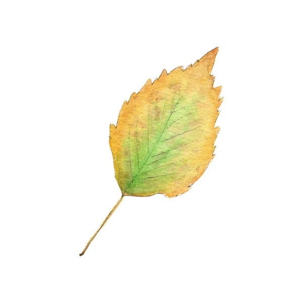 Hand drawn watercolor autumn birch leaf — Stock Photo, Image