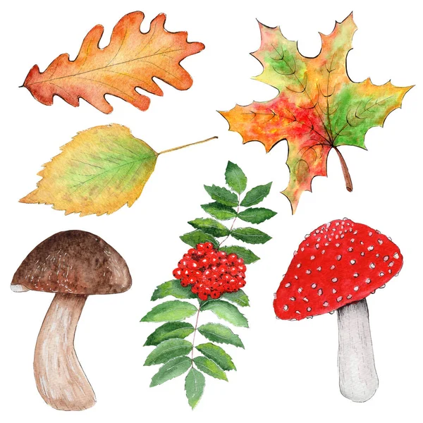Sada Podzimních Prvků Akvarelu Dubový List Javorový List Břízový List — Stock fotografie