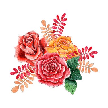 Suluboya çiçekli kompozisyon, beyaz arkaplanda izole güller..