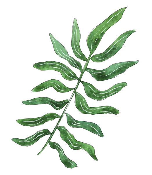 Ручна розфарбована акварельна тропічна рослина ілюстрація . — стокове фото