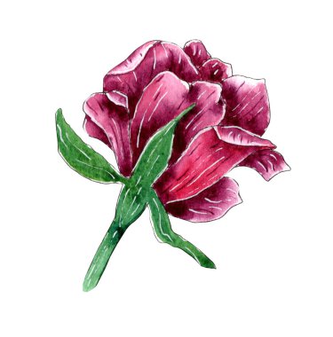 Beyaz arkaplanda elle boyanmış suluboya gül.