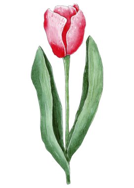 El boyası suluboya pembe lale çiçeği.