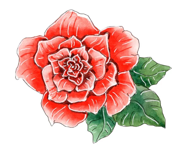 Acuarela pintada a mano rosa roja ilustración. —  Fotos de Stock