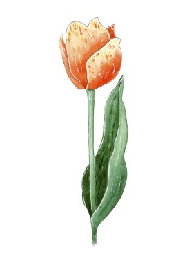 El boyası suluboya turuncu lale çiçeği.