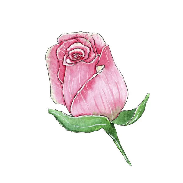 Acuarela pintada a mano rosa rosa ilustración. —  Fotos de Stock