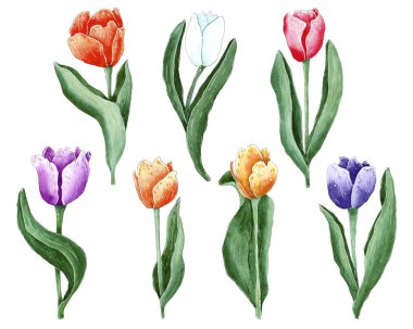 Elle boyanmış suluboya laleler, bahar çiçekleri.