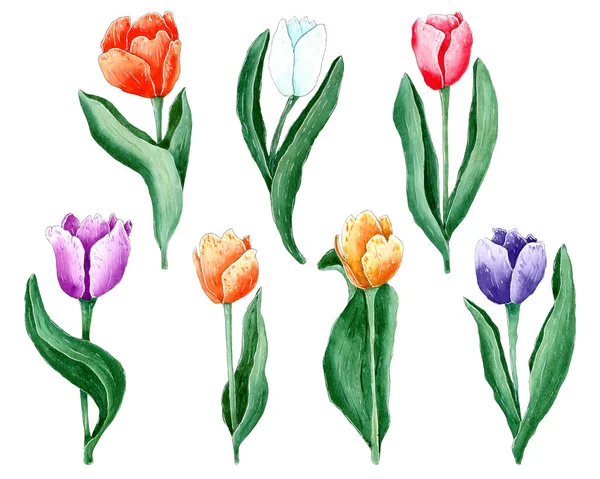 Hand painted watercolor tulips, Spring flowers.