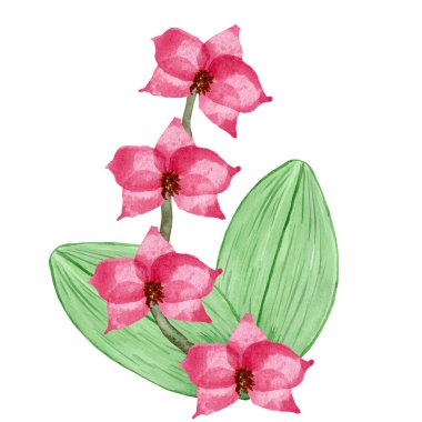 Beyaz arkaplanda elle boyanmış pembe orkide..